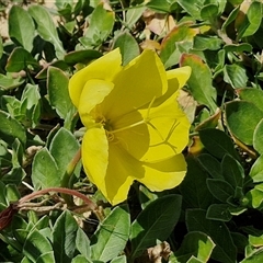 Oenothera drummondii (Beach Evening Primrose) at Moreton Island, QLD - 25 Sep 2024 by trevorpreston
