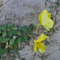 Oenothera drummondii at Moreton Island, QLD - 25 Sep 2024