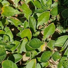 Oenothera drummondii at Moreton Island, QLD - 25 Sep 2024