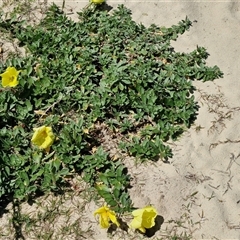 Oenothera drummondii at Moreton Island, QLD - 25 Sep 2024