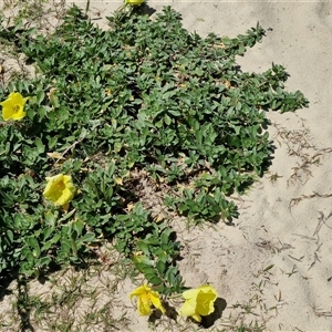 Oenothera drummondii at Moreton Island, QLD - 25 Sep 2024