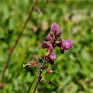 Desmodium incanum at Moreton Island, QLD - 25 Sep 2024