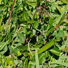 Desmodium incanum at Moreton Island, QLD - 25 Sep 2024