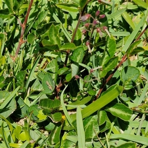 Desmodium incanum at Moreton Island, QLD - 25 Sep 2024 12:12 PM