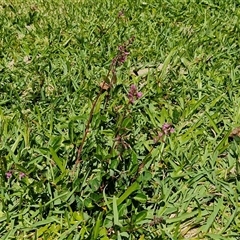 Desmodium incanum at Moreton Island, QLD - 25 Sep 2024 12:12 PM