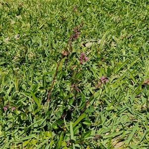 Desmodium incanum at Moreton Island, QLD - 25 Sep 2024