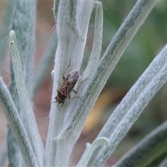 Miridae (family) (Unidentified plant bug) at Lyons, ACT - 25 Sep 2024 by ran452