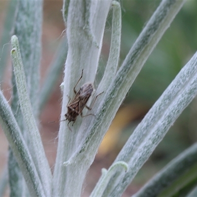 Miridae (family) (Unidentified plant bug) at Lyons, ACT - 25 Sep 2024 by ran452