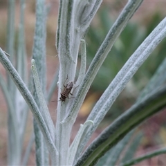 Miridae (family) at Lyons, ACT - 25 Sep 2024