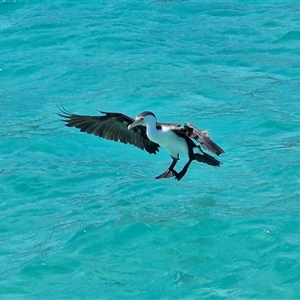 Phalacrocorax varius (Pied Cormorant) at Moreton Island, QLD by trevorpreston