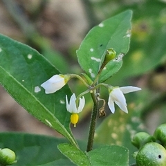 Solanum americanum (Glossy Nightshade) at Moreton Island, QLD - 25 Sep 2024 by trevorpreston