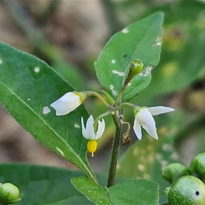 Solanum sp. at Moreton Island, QLD - 24 Sep 2024 by trevorpreston