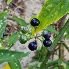 Solanum americanum at Moreton Island, QLD - 25 Sep 2024