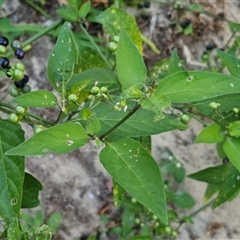 Solanum americanum at Moreton Island, QLD - 25 Sep 2024