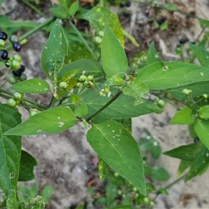 Solanum americanum at Moreton Island, QLD - 25 Sep 2024