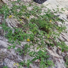 Solanum americanum at Moreton Island, QLD - 25 Sep 2024 09:14 AM