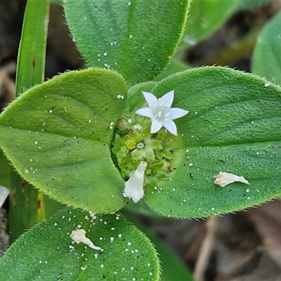 Richardia humistrata (Richardia Weed) at Moreton Island, QLD - 25 Sep 2024 by trevorpreston