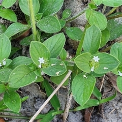 Richardia humistrata at Moreton Island, QLD - 25 Sep 2024