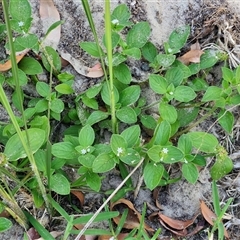 Richardia humistrata at Moreton Island, QLD - 25 Sep 2024