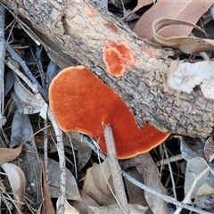 Trametes coccinea (Scarlet Bracket) at Moreton Island, QLD - 25 Sep 2024 by trevorpreston