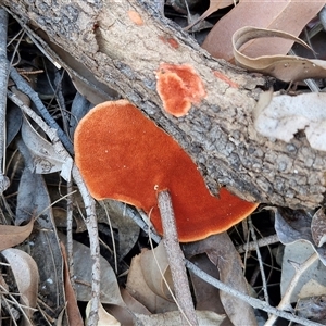 Trametes coccinea at Moreton Island, QLD - 25 Sep 2024 09:12 AM
