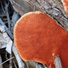 Trametes coccinea at Moreton Island, QLD - 25 Sep 2024 09:12 AM