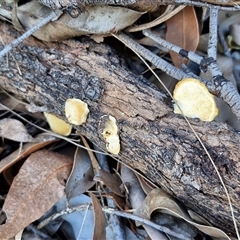 Trametes coccinea at Moreton Island, QLD - 25 Sep 2024 09:12 AM