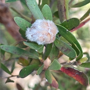 Leptospermum lanigerum at Tianjara, NSW - 13 Sep 2024