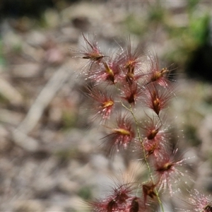 Melinis repens at Moreton Island, QLD - 25 Sep 2024 09:10 AM