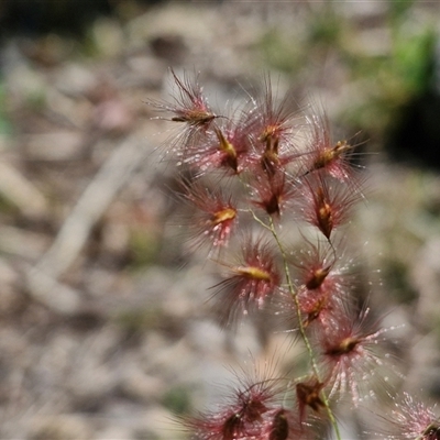 Melinis repens (Red Natal Grass) at Moreton Island, QLD - 25 Sep 2024 by trevorpreston