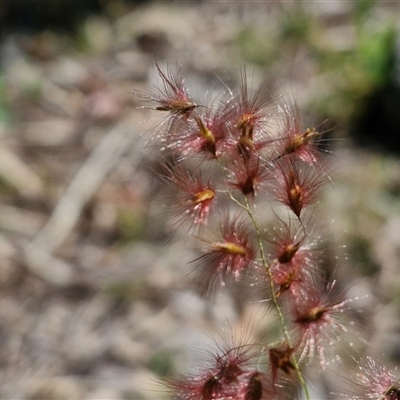 Unidentified Grass at Moreton Island, QLD - 24 Sep 2024 by trevorpreston