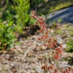 Melinis repens at Moreton Island, QLD - 25 Sep 2024