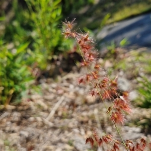 Melinis repens at Moreton Island, QLD - 25 Sep 2024 09:10 AM