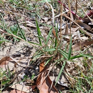 Melinis repens at Moreton Island, QLD - 25 Sep 2024