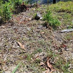 Melinis repens at Moreton Island, QLD - 25 Sep 2024