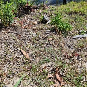 Melinis repens at Moreton Island, QLD - 25 Sep 2024 09:10 AM