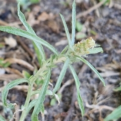 Unidentified Daisy at Moreton Island, QLD - 24 Sep 2024 by trevorpreston