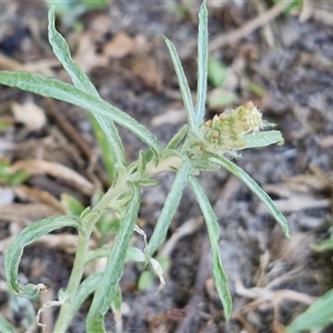 Gamochaeta calviceps at Moreton Island, QLD - 25 Sep 2024