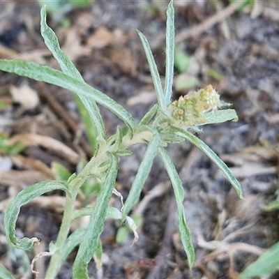 Unidentified Daisy at Moreton Island, QLD - 24 Sep 2024 by trevorpreston