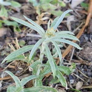 Gamochaeta calviceps at Moreton Island, QLD - 25 Sep 2024