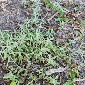 Gamochaeta calviceps at Moreton Island, QLD - 25 Sep 2024 09:06 AM