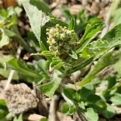 Unidentified Other Wildflower or Herb at Moreton Island, QLD - 24 Sep 2024 by trevorpreston