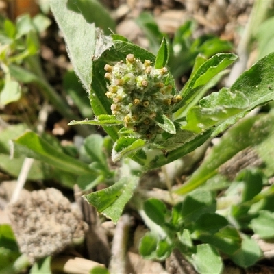 Gamochaeta pensylvanica (Pennsylvania Cudweed) at Moreton Island, QLD - 25 Sep 2024 by trevorpreston