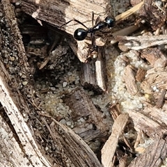 Polyrhachis sp. (genus) (A spiny ant) at Moreton Island, QLD - 25 Sep 2024 by trevorpreston