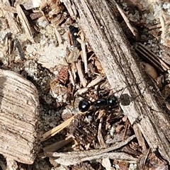 Polyrhachis sp. (genus) at Moreton Island, QLD - 25 Sep 2024 09:04 AM