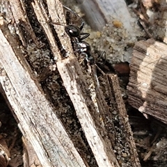 Polyrhachis sp. (genus) at Moreton Island, QLD - 25 Sep 2024 09:04 AM