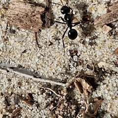 Polyrhachis sp. (genus) at Moreton Island, QLD - 25 Sep 2024 09:04 AM