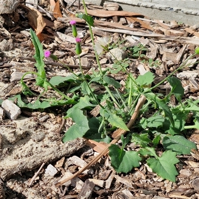 Emilia sonchifolia at Moreton Island, QLD - 24 Sep 2024 by trevorpreston