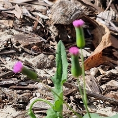 Emilia sonchifolia at Moreton Island, QLD - 25 Sep 2024