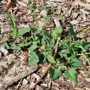 Emilia sonchifolia at Moreton Island, QLD - 25 Sep 2024